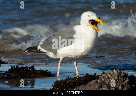 Möwenart (Larus occidentalis) frisst Ochsenstern (Pisaster ochraceus), Stonefield Beach State Park, Oregon Stockfoto