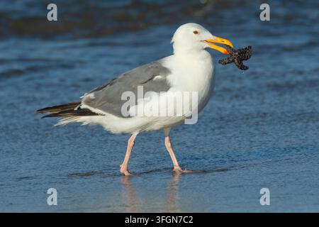 Möwenart (Larus occidentalis) frisst Ochsenstern (Pisaster ochraceus), Stonefield Beach State Park, Oregon Stockfoto