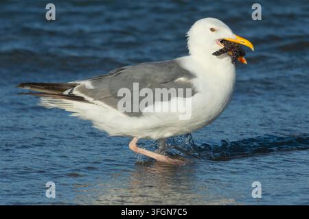 Möwenart (Larus occidentalis) frisst Ochsenstern (Pisaster ochraceus), Stonefield Beach State Park, Oregon Stockfoto