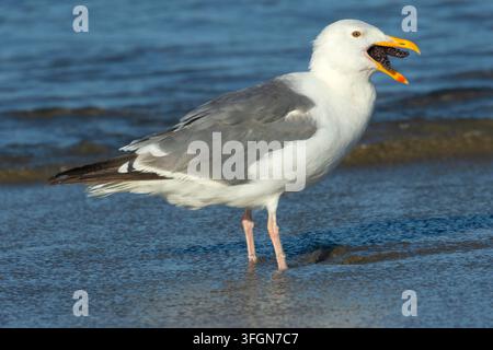 Möwenart (Larus occidentalis) frisst Ochsenstern (Pisaster ochraceus), Stonefield Beach State Park, Oregon Stockfoto