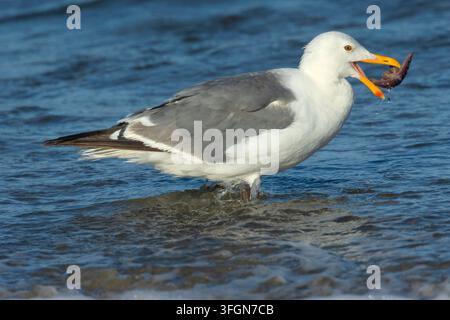 Möwenart (Larus occidentalis) frisst Ochsenstern (Pisaster ochraceus), Stonefield Beach State Park, Oregon Stockfoto