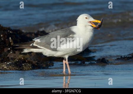 Möwenart (Larus occidentalis) frisst Ochsenstern (Pisaster ochraceus), Stonefield Beach State Park, Oregon Stockfoto