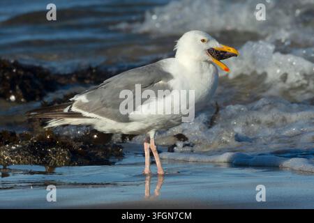 Möwenart (Larus occidentalis) frisst Ochsenstern (Pisaster ochraceus), Stonefield Beach State Park, Oregon Stockfoto