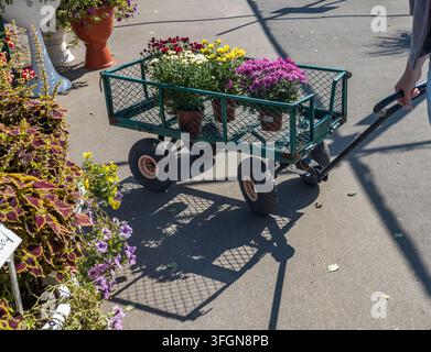 Grüner Wagen transportiert bunte Topfpflanzen an einem sonnigen Tag. Die Räder werfen scharfe Schatten auf den gepflasterten Weg Stockfoto