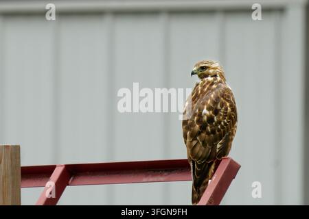Rotschwanzbussard, der auf einem Metallgeländer sitzt und zur Seite schaut Stockfoto