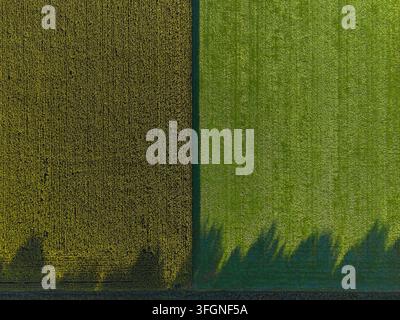 Eine Ansicht von oben auf zwei Felder, eines mit Mais und eines mit grünem Gras, die sich in der Farbe unterscheiden. Stockfoto