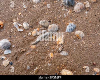 Hohe Blickwinkelansicht von Meeresmuscheln und kleinen Steinen, die im nassen Sand liegen Stockfoto