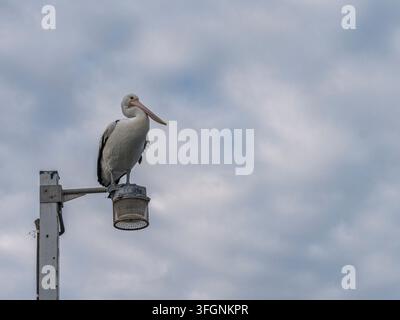 Australischer Pelikan, der auf einem Küstenlaternenpfahl unter einem bewölkten Himmel sitzt Stockfoto