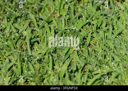 Regentropfen im Gras nach dem Regen Stockfoto