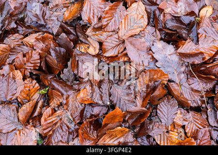 Dichte Schicht aus feuchten, sich überlappenden braunen und rostfarbenen Buchenblättern auf dem Boden nach dem Regen, zeigt die geaderte Blattdetails, Zersetzung und saisonalen Laubfall Stockfoto