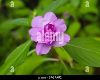 Schöne helllila mehrschichtige Doppel-Impatiens-Blumenblüten zwischen üppigem grünen Laub Stockfoto