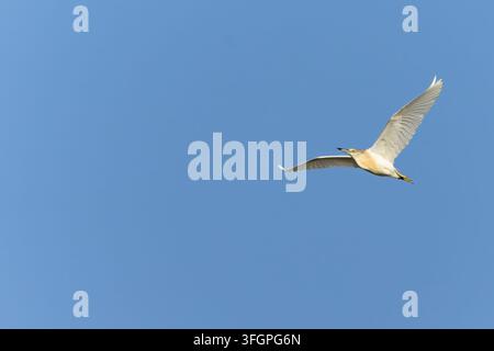 Ein Squacco-Haar Reiher (Ardeola ralloides) fliegt anmutig vor einem klaren blauen Himmel. Stockfoto