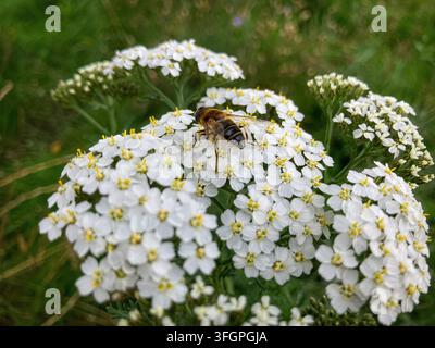 Biene auf einer weißen Wildblume im Sommer Stockfoto