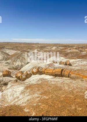 Versteinertes Holz in den Badlands im Petrified Forest National Park, Arizona Stockfoto