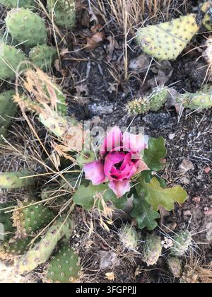Rosa Opuntia-Blüte, die in Utah blüht Stockfoto
