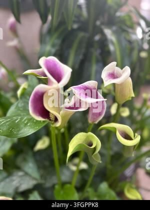 Lila und weiße Calla-Lilien blühen in einem Garten Stockfoto