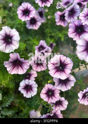 Lila und weiße Petunienblüten, die in einem üppigen Garten blühen Stockfoto