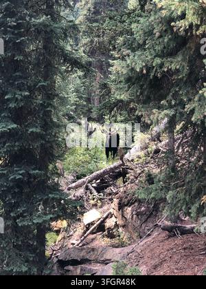 Großer Bullen-Elch mit Geweih steht in einem dichten Wald Stockfoto