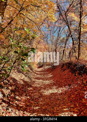 Versunkener Waldweg, bedeckt mit bunten Herbstblättern in Utah Stockfoto