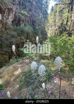 Bärengras-Wildblumen, die in einer Waldschlucht in Washington wachsen Stockfoto