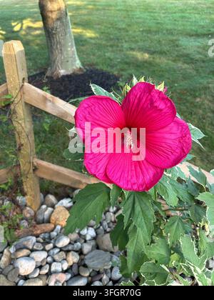 Lebendige rosa Hibiskusblüte an einem Holzzaun im Hinterhof Stockfoto