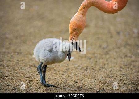 Babyvogel des amerikanischen Flamingos, auch bekannt als Phoenicopterus ruber, mit seiner Mutter. Stockfoto