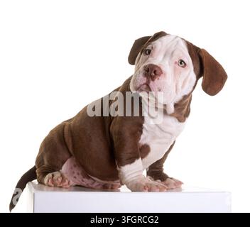 Welpen american Bully vor weißem Hintergrund Stockfoto