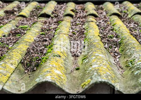 Ein altes moosiges Schieferdach mit Blättern und Müll. Schieferdach-Nahaufnahme Stockfoto