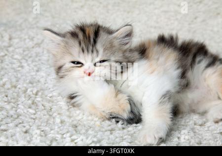 Ein kleines Kätzchen liegt auf dem Teppich und leckt seine Pfote. Stockfoto