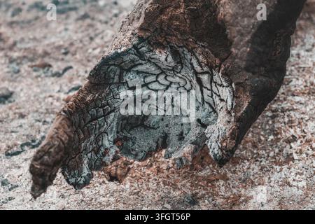 Verbranntes Baumstammstück zeigt alligatorknackige Kohletextur nach einem Waldbrand. Konzept der Waldbrandzerstörung, Klimawandeleinfluss, Verkohlung Stockfoto