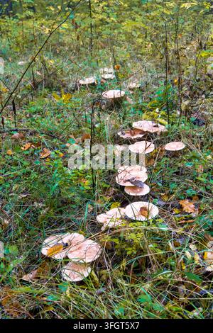 Leichte Pilze nach dem Regen, die sich in einer Reihe auf dem Herbstgras nach dem Regen aufgereiht haben. Grünes Gras, trockene Äste Stockfoto