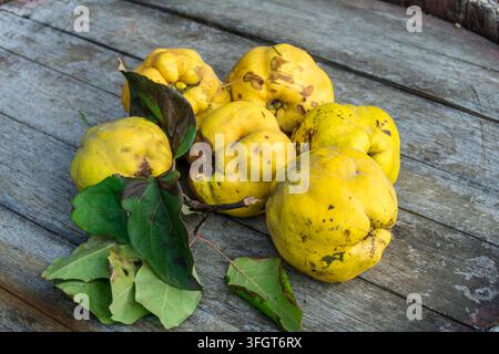 Mehrere reife gelbe Orangenquitten mit grünen Blättern auf einem alten Eichenfass Stockfoto