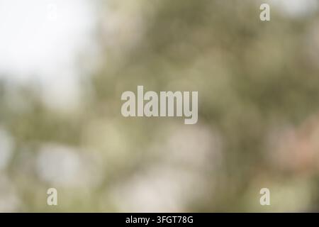 Weicher und verträumter abstrakter Hintergrund mit einer Mischung aus grünen und weißen verschwommenen Bereichen und sanften Bokeh-Lichtern, der eine ruhige und natürliche Ästhetik erzeugt. Stockfoto
