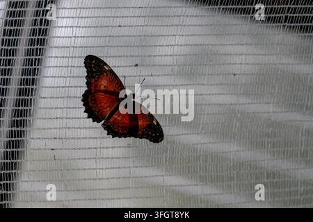 Roter und schwarzer Schmetterling ruht mit geöffneten Flügeln auf einem Netz im Schmetterlingsgarten Grevenmacher, Luxemburg. Stockfoto