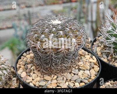Gymnocalycium spegazzinii-Kaktus, bedeckt mit dicken, sich verflochtenen grauen gebogenen Dornen und gekrönt mit Büscheln weißer Wolle Stockfoto