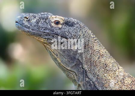 Seitenansicht eines Komodowaran (Varanus komodoensis) Stockfoto