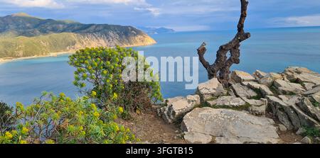 Felsige Klippe mit gelben Wolfsmilchblüten, die über die blaue Mittelmeeresfläche vor einem Sturm an der italienischen Riviera, Ligurien, Italien, blickt Stockfoto