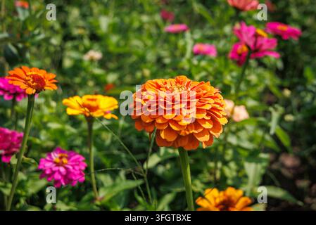 Orangefarbene Zinnia-elegans-Blume blüht in einem Garten in Podlasie, Polen Stockfoto