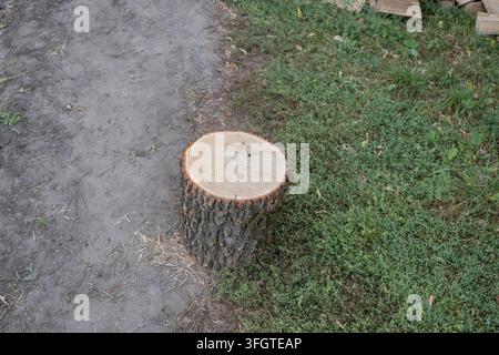 Vertikale Aufnahme eines frisch geschnittenen Baumstumpfs. Raue braune Rindenstruktur an der Seite, glatte helle Holzoberfläche oben. Draußen positioniert, teilt einen trockenen Stockfoto