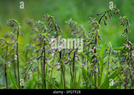 Epipactis palustris, die Sumpf-Sommerwurz, erhebt sich über die Sommerwiese. Wächst zwischen üppiger Feuchtgebietvegetation. Stockfoto