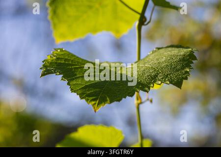 Makroaufnahme eines lebendigen grünen Traubenblatts mit Morgentautropfen an einem Weinrebzweig. Rückseitig beleuchtet von warmem Sonnenlicht mit wunderschönem weichem Bokeh-Hintergrund. Organisch Stockfoto