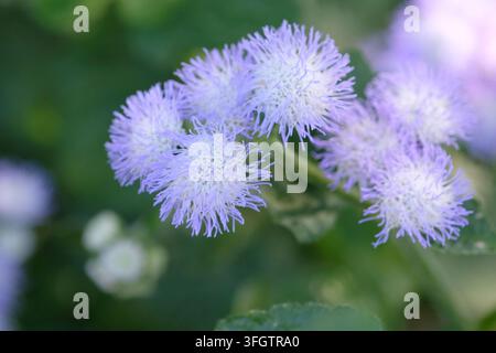 Lila und weißes Ageratum houstonianum ‚Bicolor‘, auch bekannt als mexikanische Malerbürste oder Flossblume, in Blüte. Stockfoto