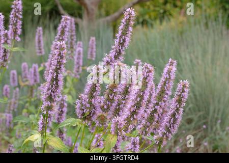 Agastache 'Blue Fortune' mexikanischer Riesen-Eisenkraut in Blüte. Stockfoto