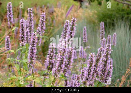 Agastache 'Blue Fortune' mexikanischer Riesen-Eisenkraut in Blüte. Stockfoto