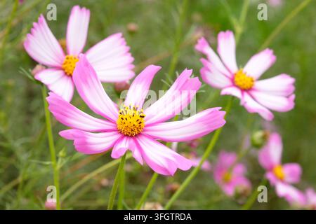 Rosa und weißer zweifarbiges Cosmos bipinnatus ‘Cosimo Red White’ in Blüte. Stockfoto