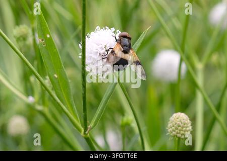 Volucella pellucens, Pellucid Fliege Schwebfliege sitzt auf einer chinesischen Karde. Stockfoto