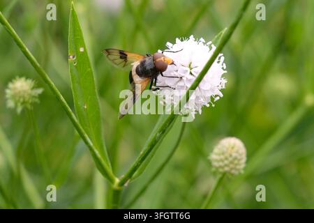 Volucella pellucens, Pellucid Fliege Schwebfliege sitzt auf einer chinesischen Karde. Stockfoto