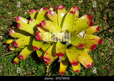 Hochwinklige Nahaufnahme einer Bromelienpflanze Stockfoto