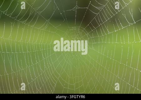 Tautropfen auf einem weißen Spinnennetz, einem radialen Netz, das an einer Lichtung eines Vorstadtwaldes an einem bewölkten kühlen Tag gespannt ist Stockfoto