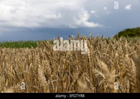 Reifende Getreideähren unter dunklen Wolken, organischer Weizenanbau auf einem Bauernhof, der sich vor dem Regen ausbreitet Stockfoto